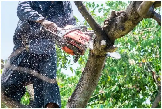 tree services Culver